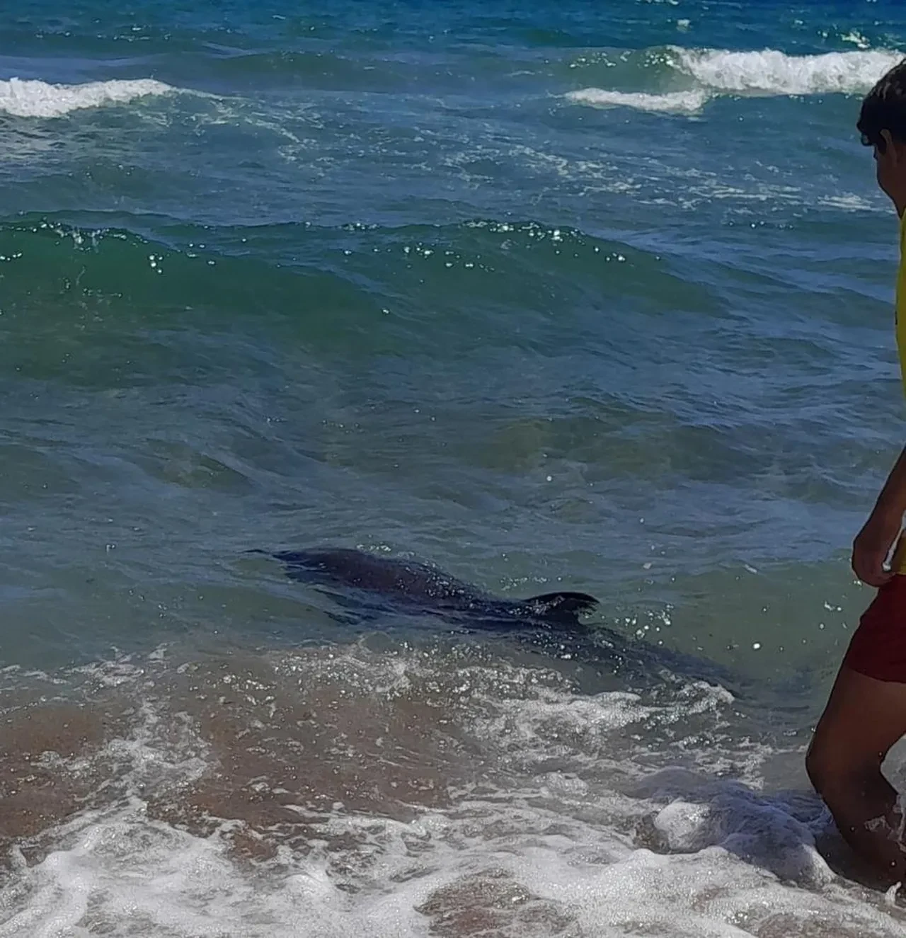 Mersin'de tatilciler yunus için seferber oldu!