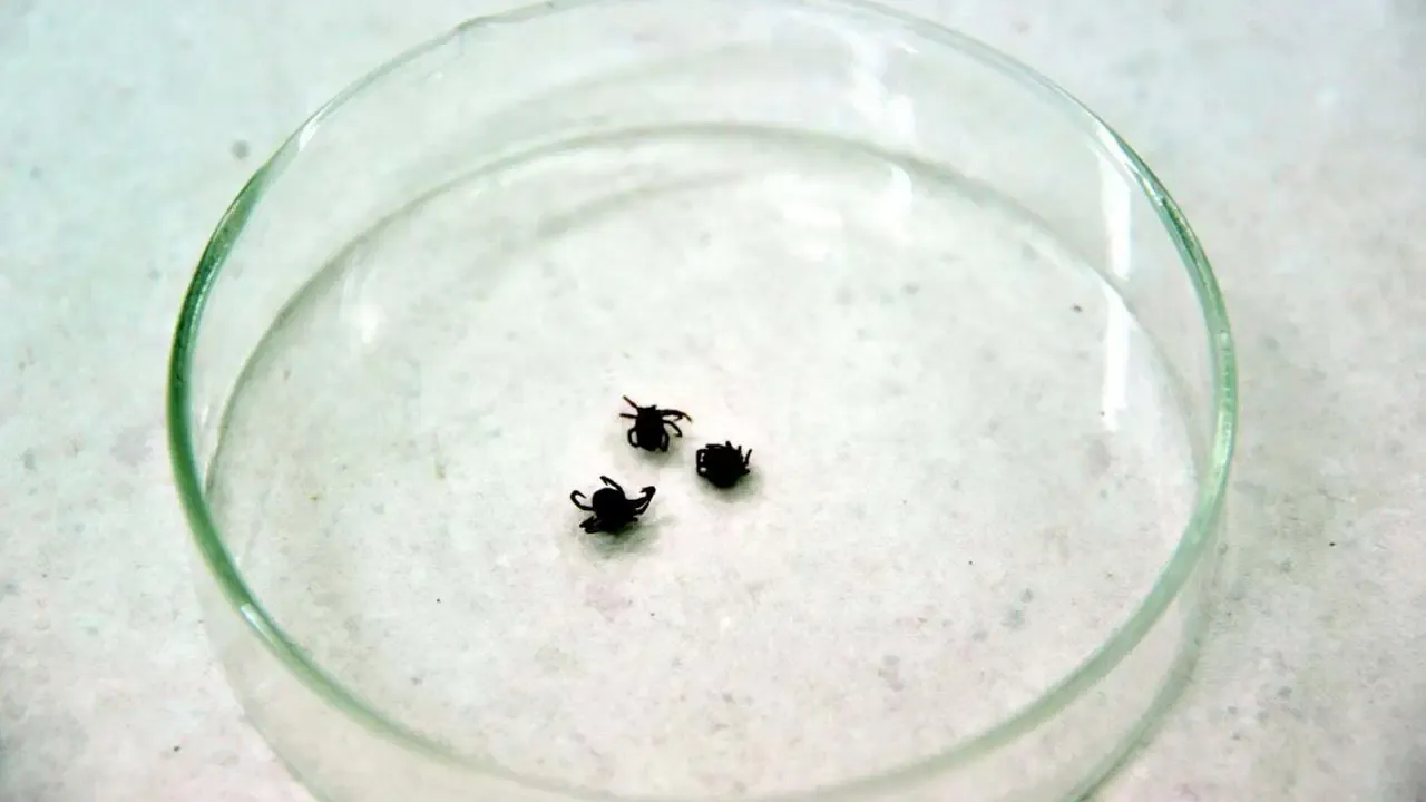 Vakalar giderek artıyor! Uzman isim tek tek açıkladı: Kenelere karşı nasıl giyinmeliyiz?