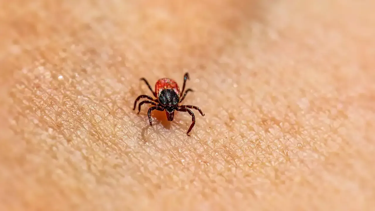 Vakalar giderek artıyor! Uzman isim tek tek açıkladı: Kenelere karşı nasıl giyinmeliyiz?