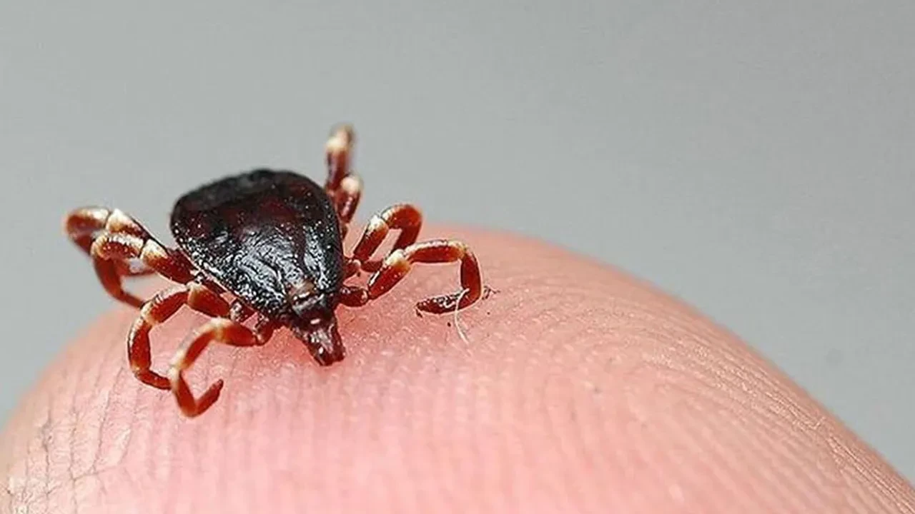 Vakalar giderek artıyor! Uzman isim tek tek açıkladı: Kenelere karşı nasıl giyinmeliyiz?