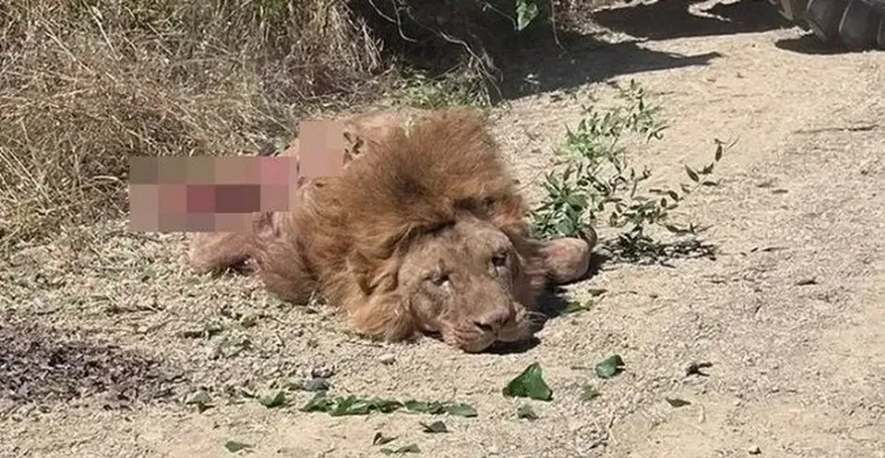 Aslan saldırısına uğramıştı! Rüyamda bazen aslanla boğuşuyorum