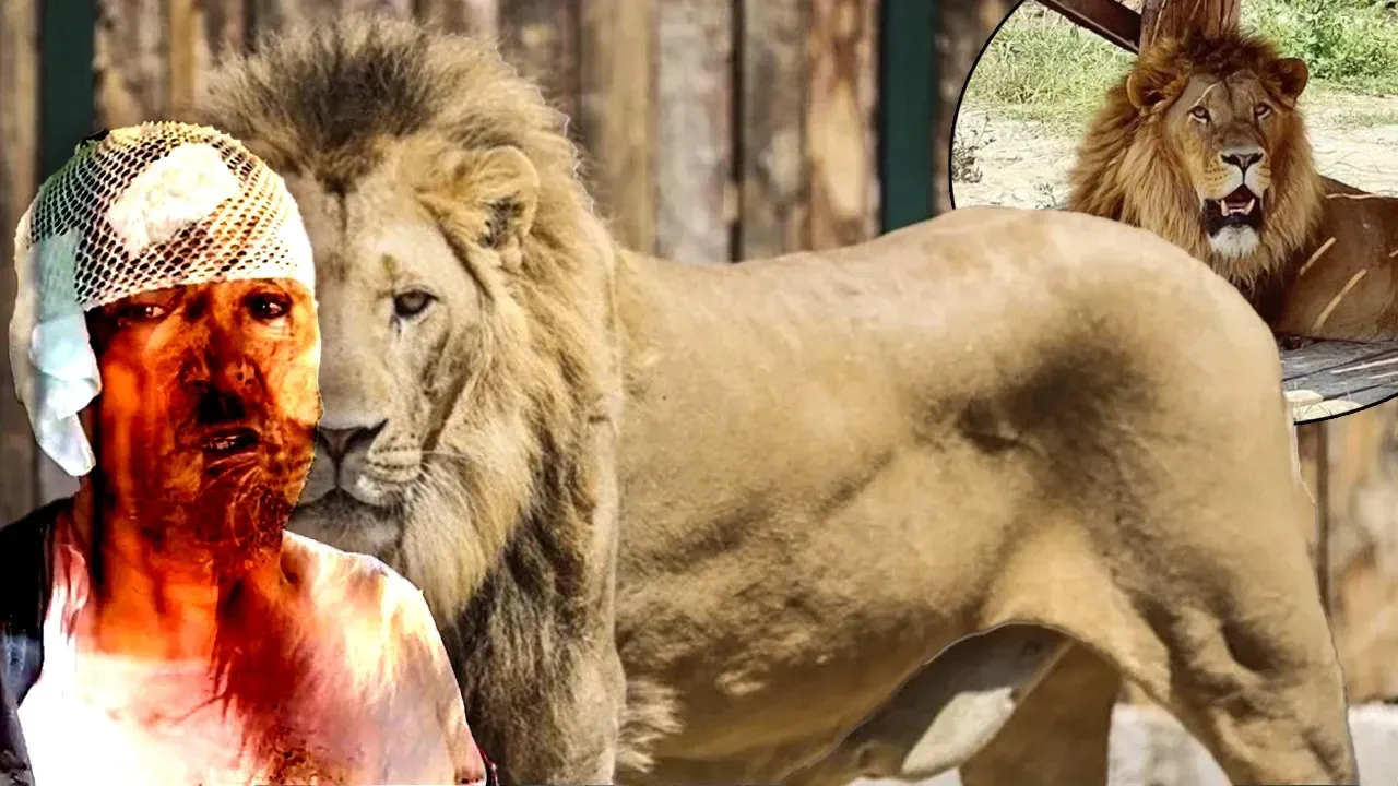 Aslan saldırısına uğramıştı! Rüyamda bazen aslanla boğuşuyorum