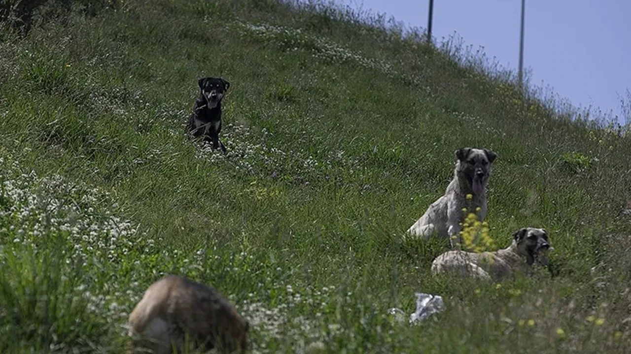 Başıboş köpek dehşeti bitmiyor! Abdest almak için bahçeye çıkan kadına saldırdılar