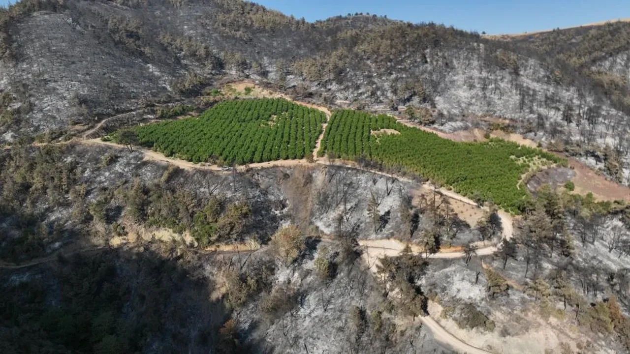 Bursa yangınında şaşkına çeviren görüntü! Bir tek orası yanmadı: Sebebi ise...