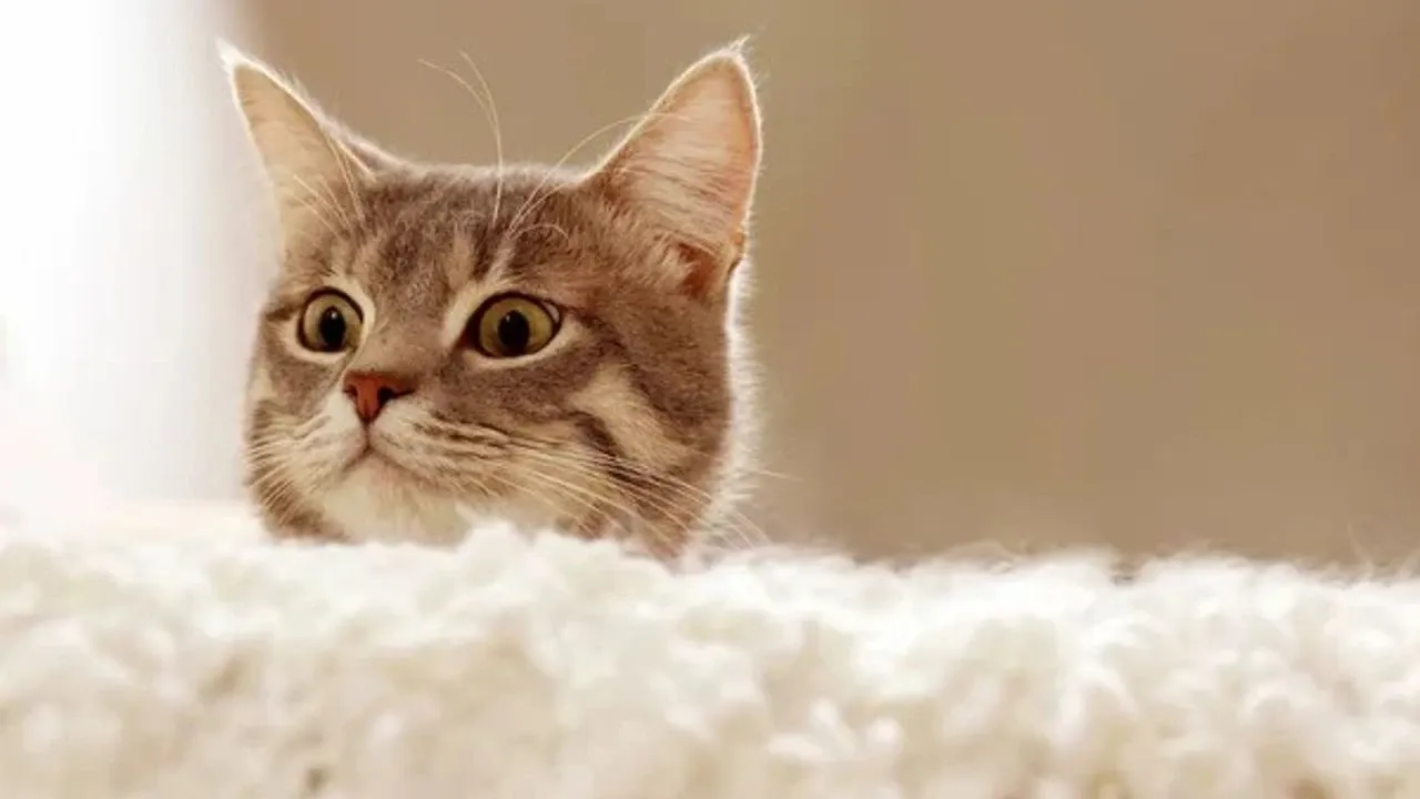 Kedi sahiplerine nefes aldıracak haber! Akciğerine tüy kaçınca öldü denmişti...