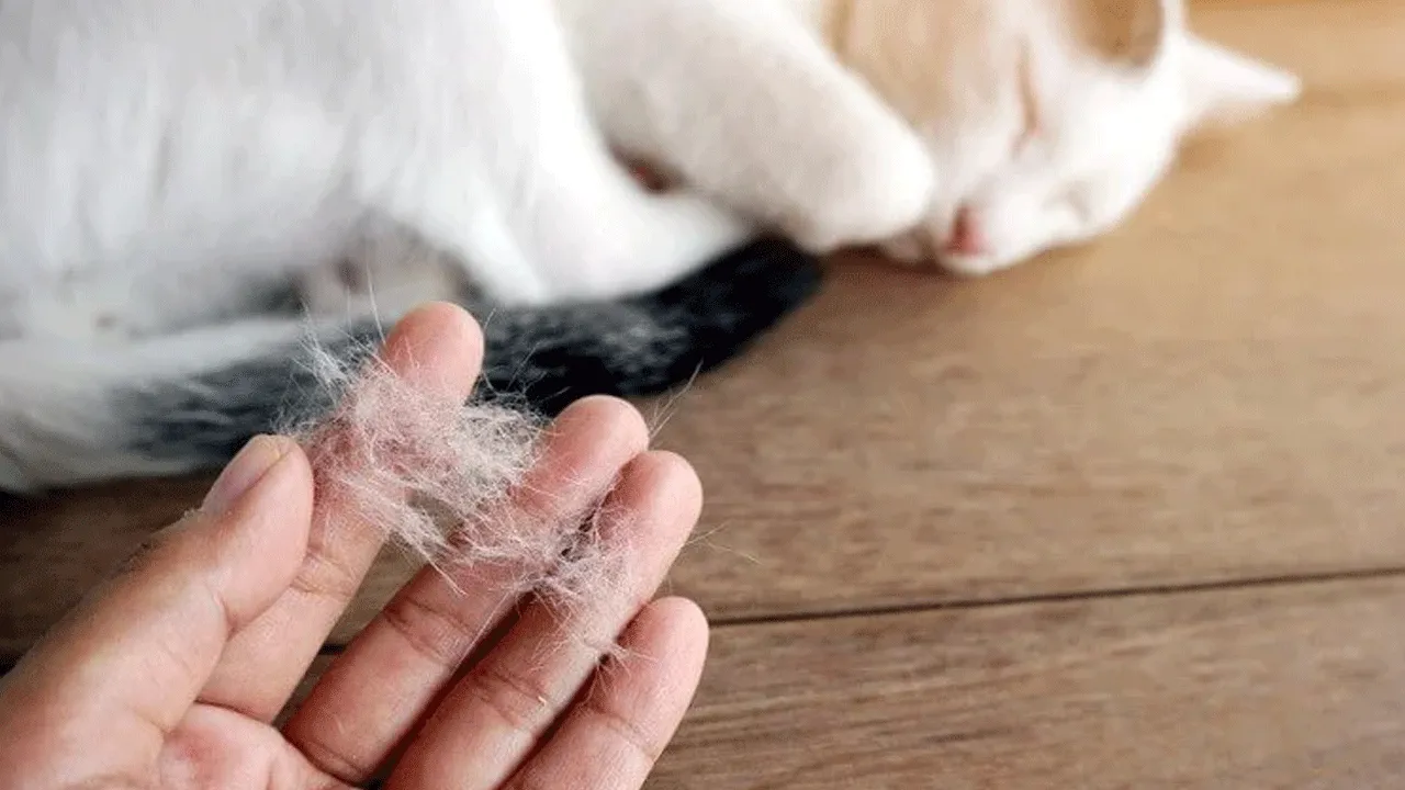 Kedi sahiplerine nefes aldıracak haber! Akciğerine tüy kaçınca öldü denmişti...