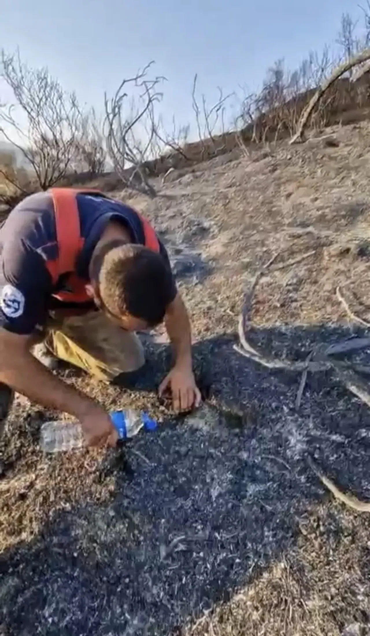 Ormanların kahramanlarından kaplumbağa can suyu