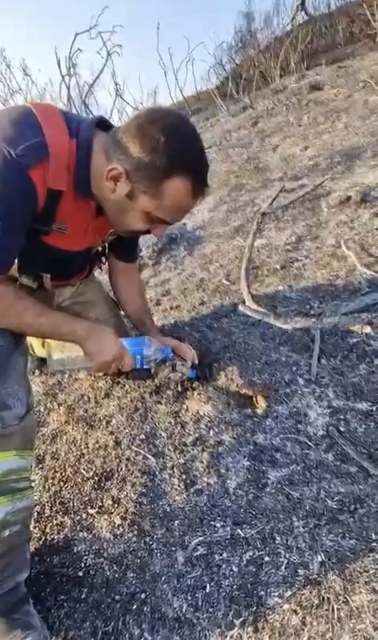 Ormanların kahramanlarından kaplumbağa can suyu