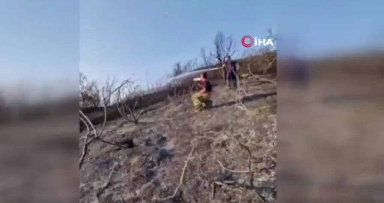 Ormanların kahramanlarından kaplumbağa can suyu