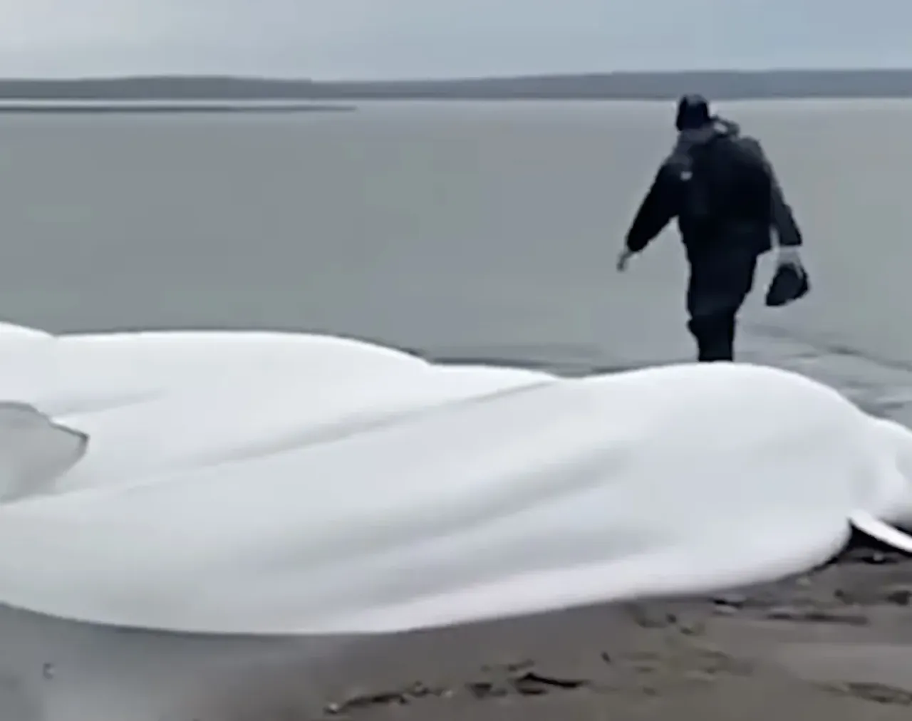 Rusya'daki 8.8’lik deprem sonrası uzman isimden kritik açıklama! 'Artçılar 7.8'i bulabilir'