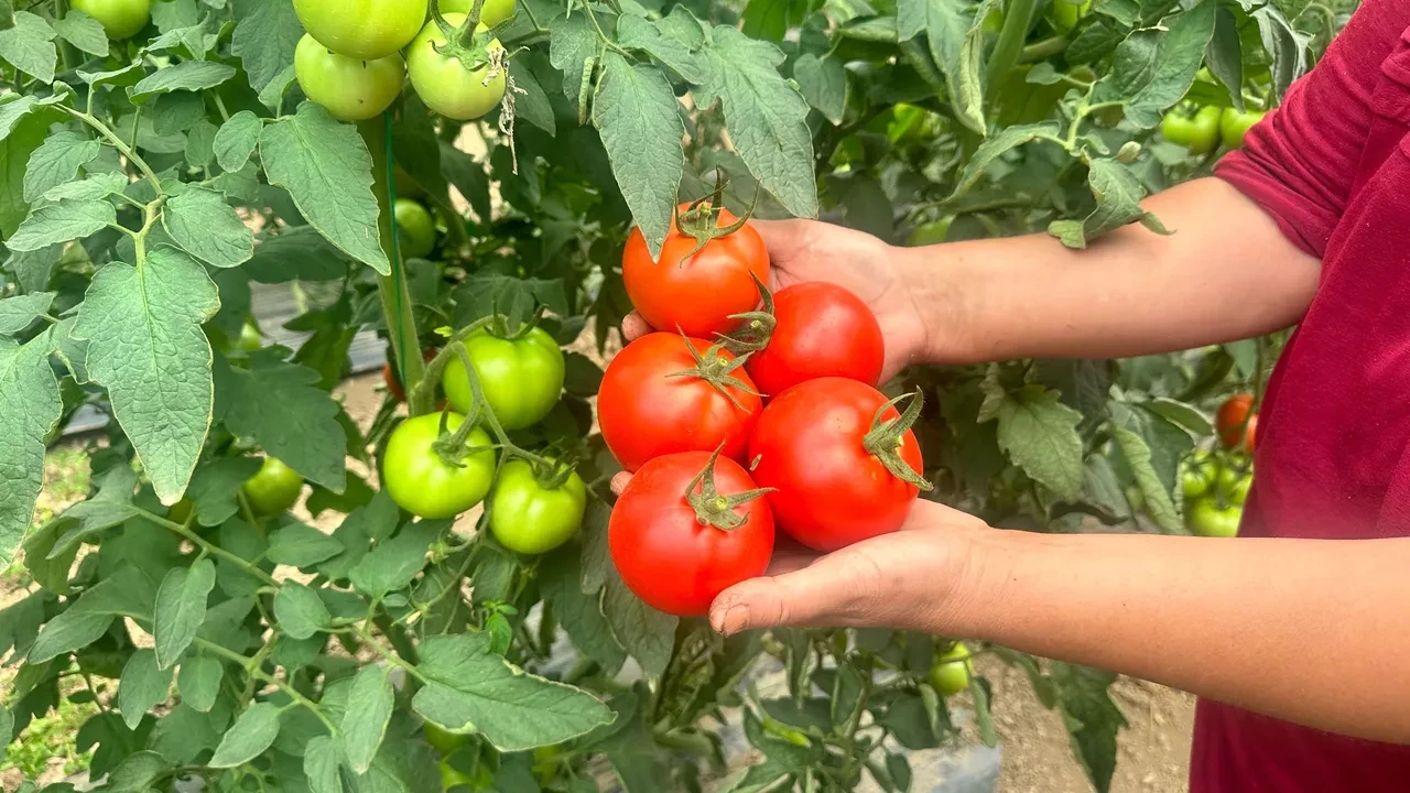 Sıcak hava Aydın'da domatesi vurdu! İşçi yevmiyeleri ve domates fiyatlar belli oldu