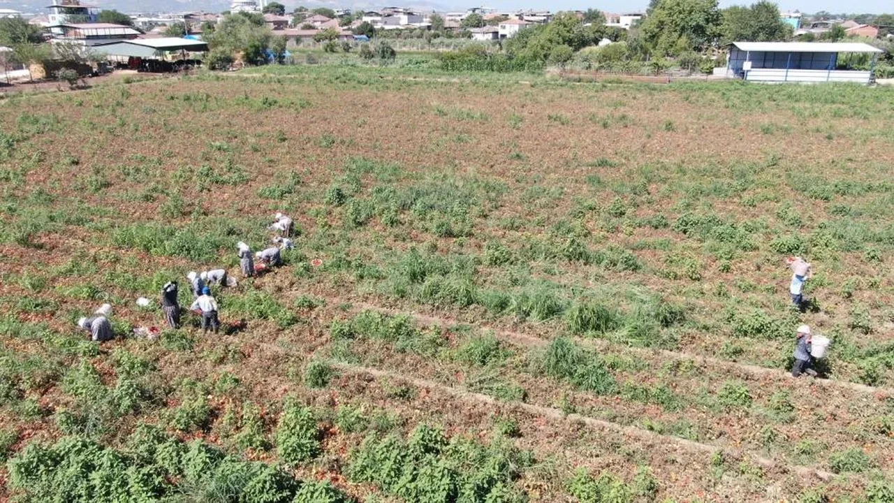 Sıcak hava Aydın'da domatesi vurdu! İşçi yevmiyeleri ve domates fiyatlar belli oldu