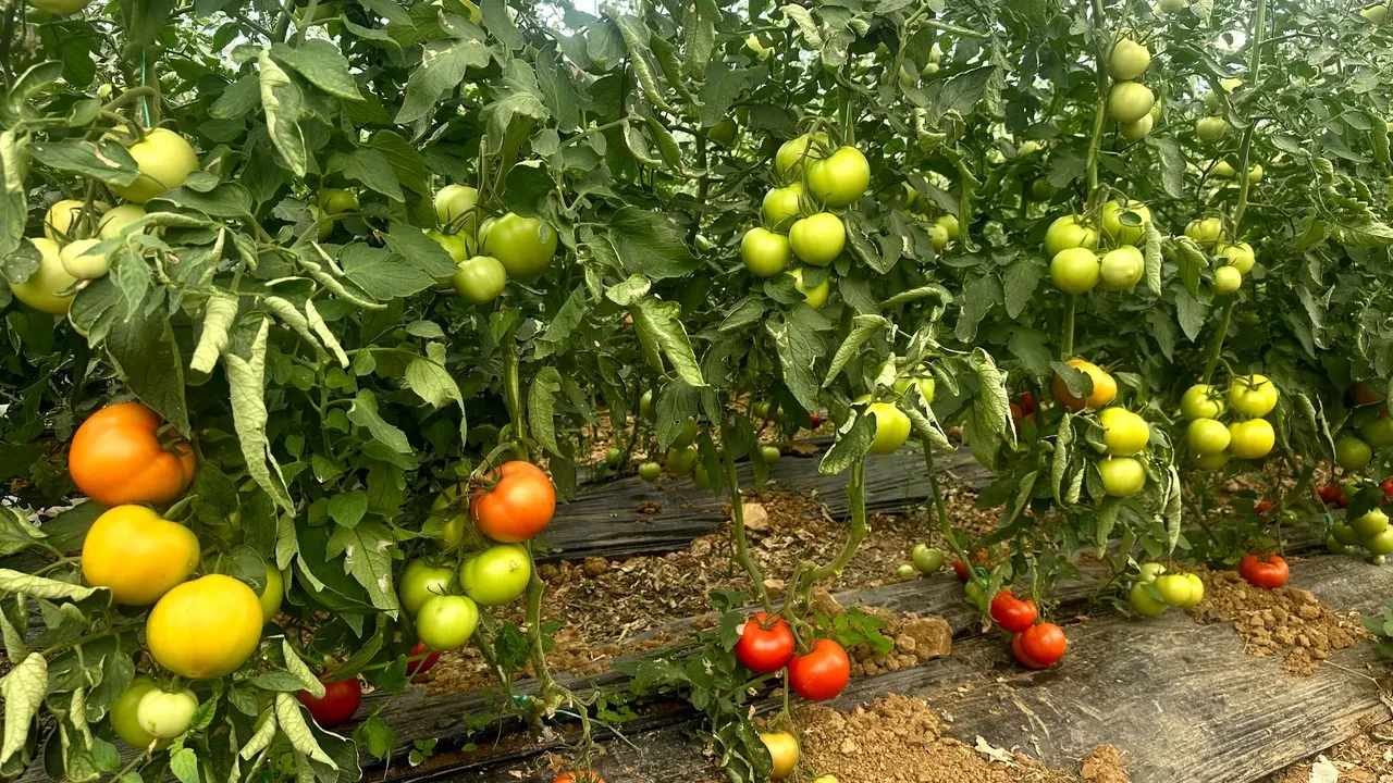 Sıcak hava Aydın'da domatesi vurdu! İşçi yevmiyeleri ve domates fiyatlar belli oldu