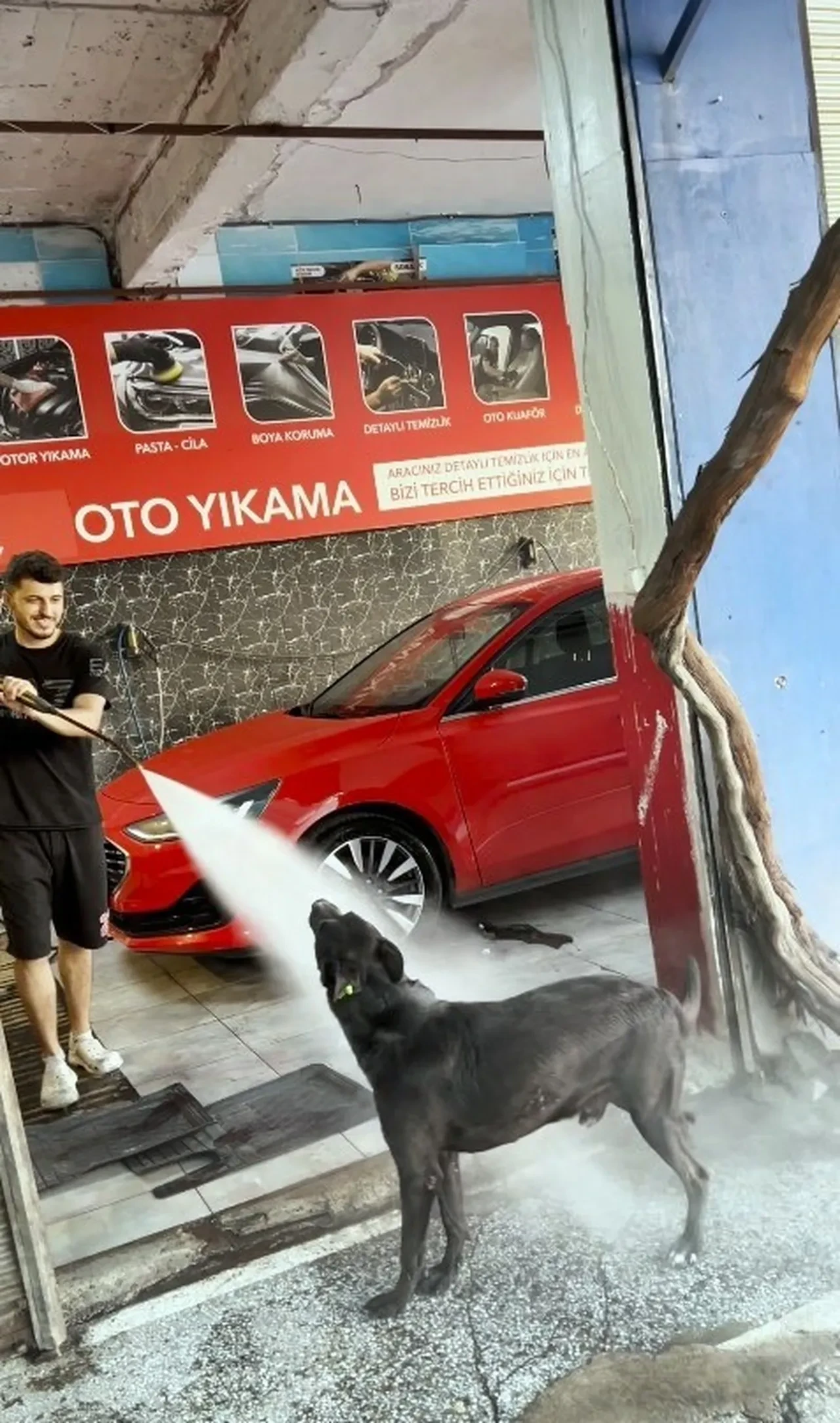 Sıcaktan bunalan köpeğin serinleme taktiği şaşırttı! İzleyenleri gülümsetti