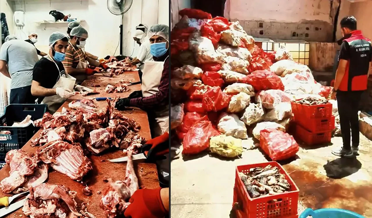 Adana'da mide bulandıran görüntüler! Binlerce kilo ele geçirildi