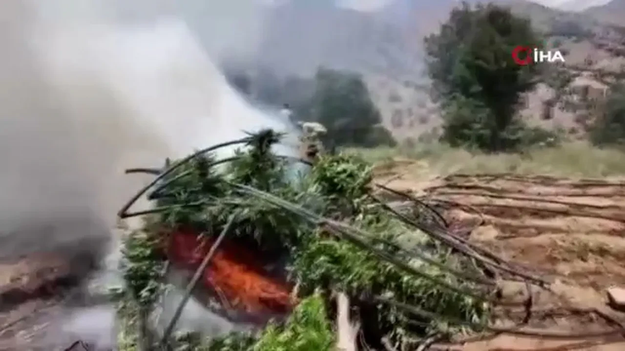 AKINCI TİHA ilk kez kullanıldı! Zehir tacirlerine darbe: 4 milyon kök kenevir ele geçirildi