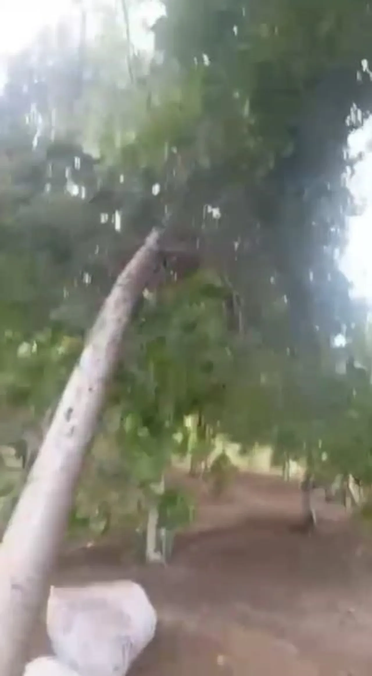 Bir yanda kavurucu sıcak, diğer yanda fırtına! Ağaçları yerinden söktü