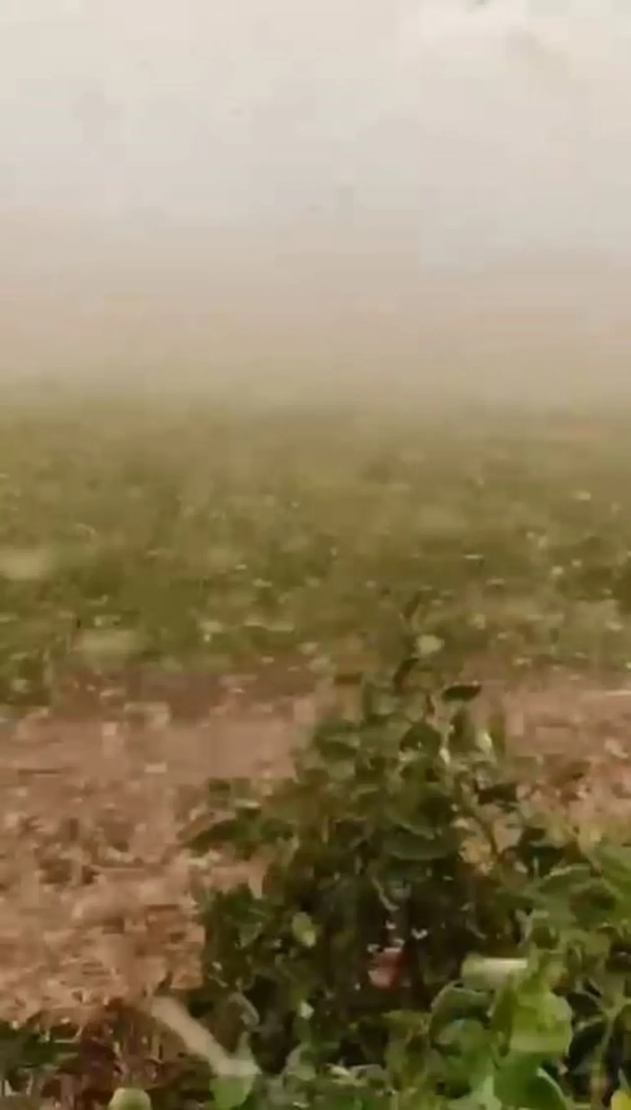 Bir yanda kavurucu sıcak, diğer yanda fırtına! Ağaçları yerinden söktü