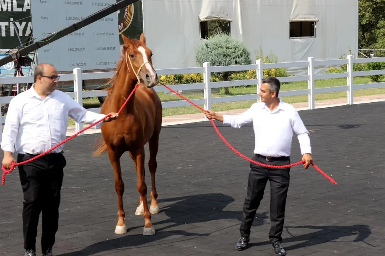 Hasılat dudak uçuklattı! Milyonluk taylar rekor kırdı: Taşkın Kral 3 milyon liraya satıldı!