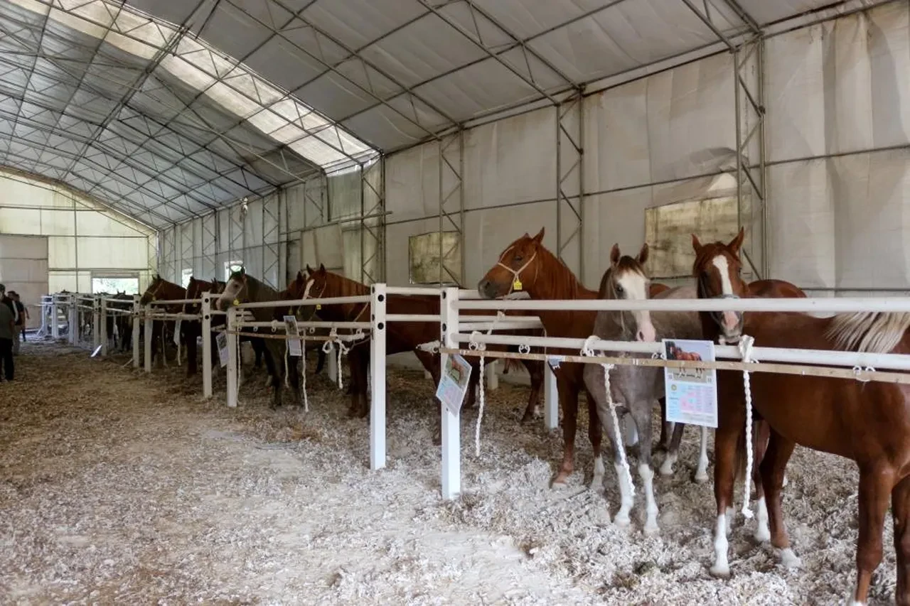 Hasılat dudak uçuklattı! Milyonluk taylar rekor kırdı: Taşkın Kral 3 milyon liraya satıldı!