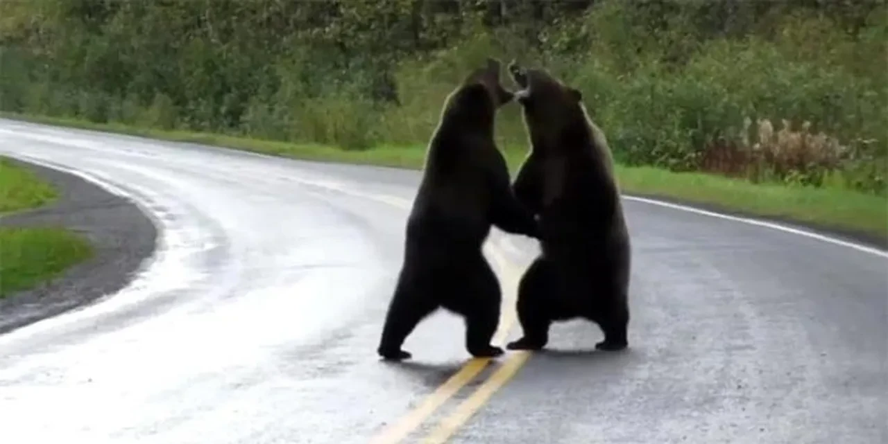 Hızlı düşünen eş, 2 boz ayıya yem olmaktan hem eşini hem kendisini kurtardı