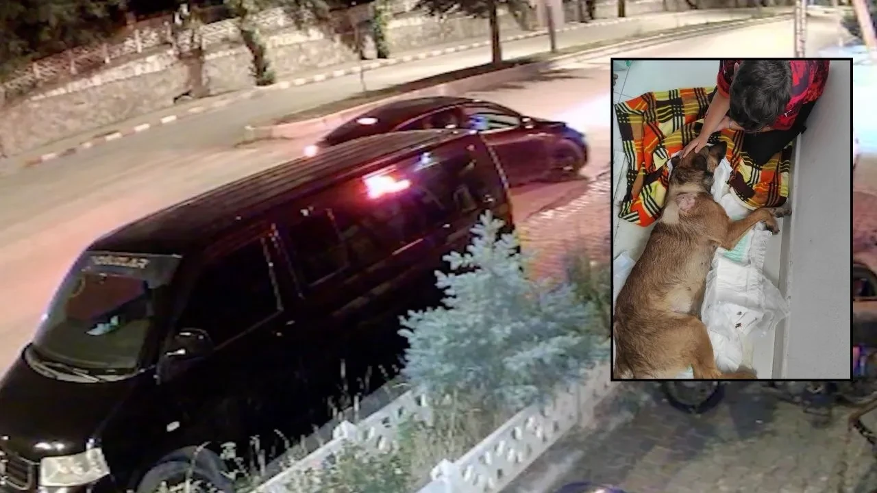Köpeğe vahşi saldırı! Ezemeyince vurup felç bıraktı!