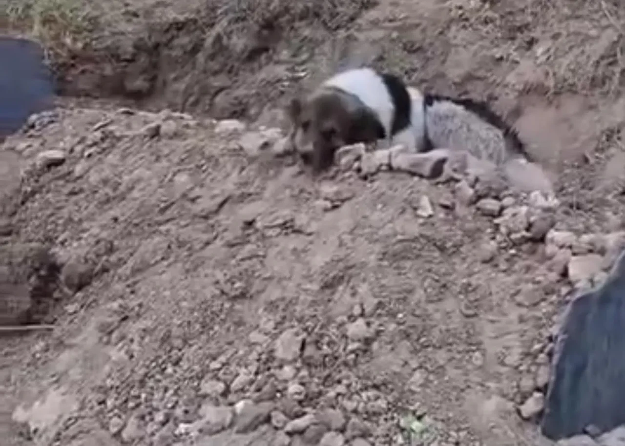Sadık dosttan duygulandıran vefa! Ölen sahibinin mezarı başından bir an olsun ayrılmıyor
