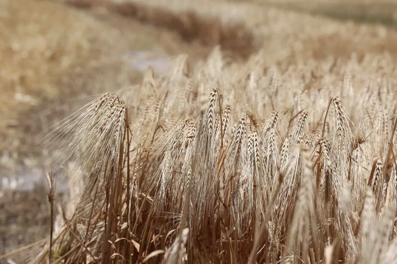 Tahılda tüm zamanların rekoru: Arz artıyor, fiyatlar değişecek