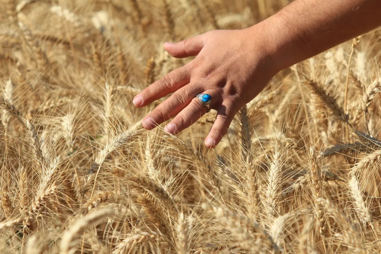 Tahılda tüm zamanların rekoru: Arz artıyor, fiyatlar değişecek
