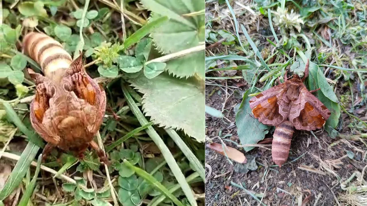 Yaylada karşılaştı ne olduğunu sosyal medyada sordu: Bu böceği gören şaşırdı