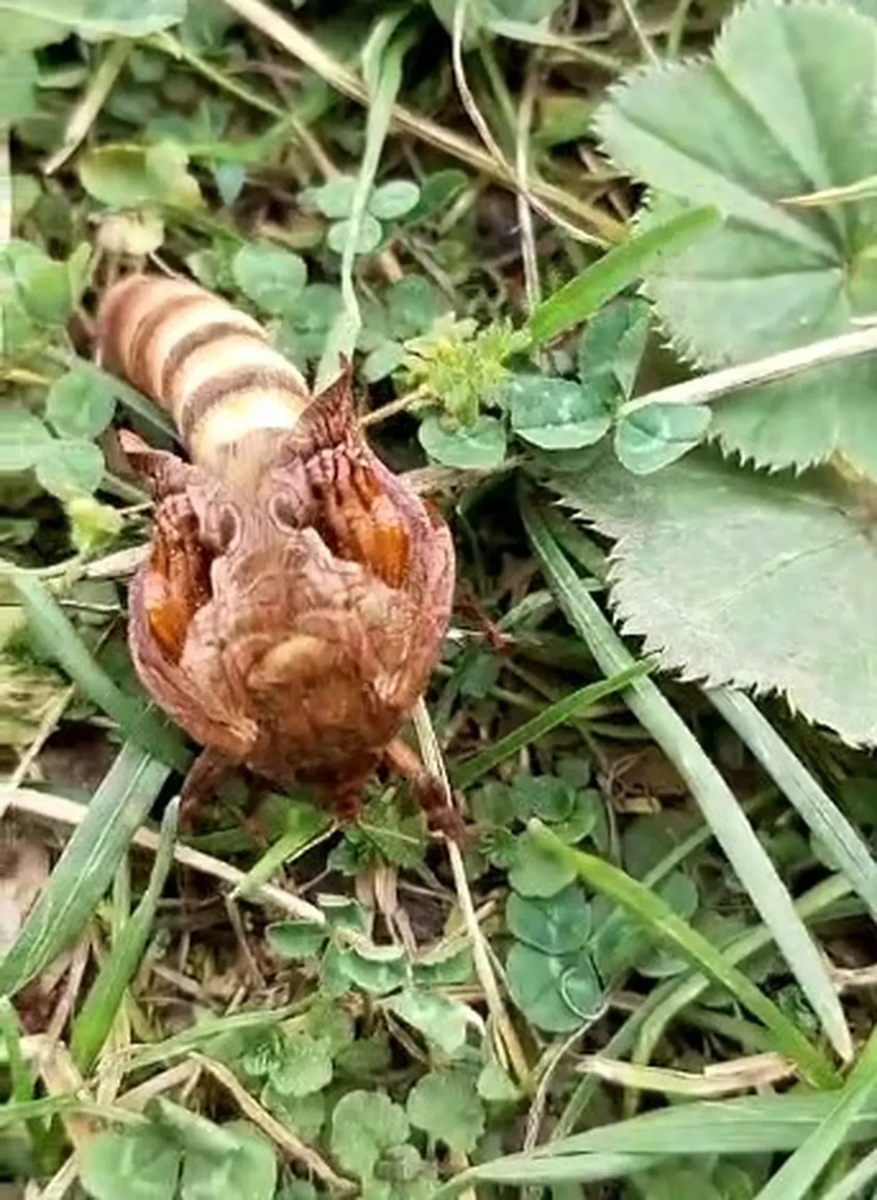 Yaylada karşılaştı ne olduğunu sosyal medyada sordu: Bu böceği gören şaşırdı