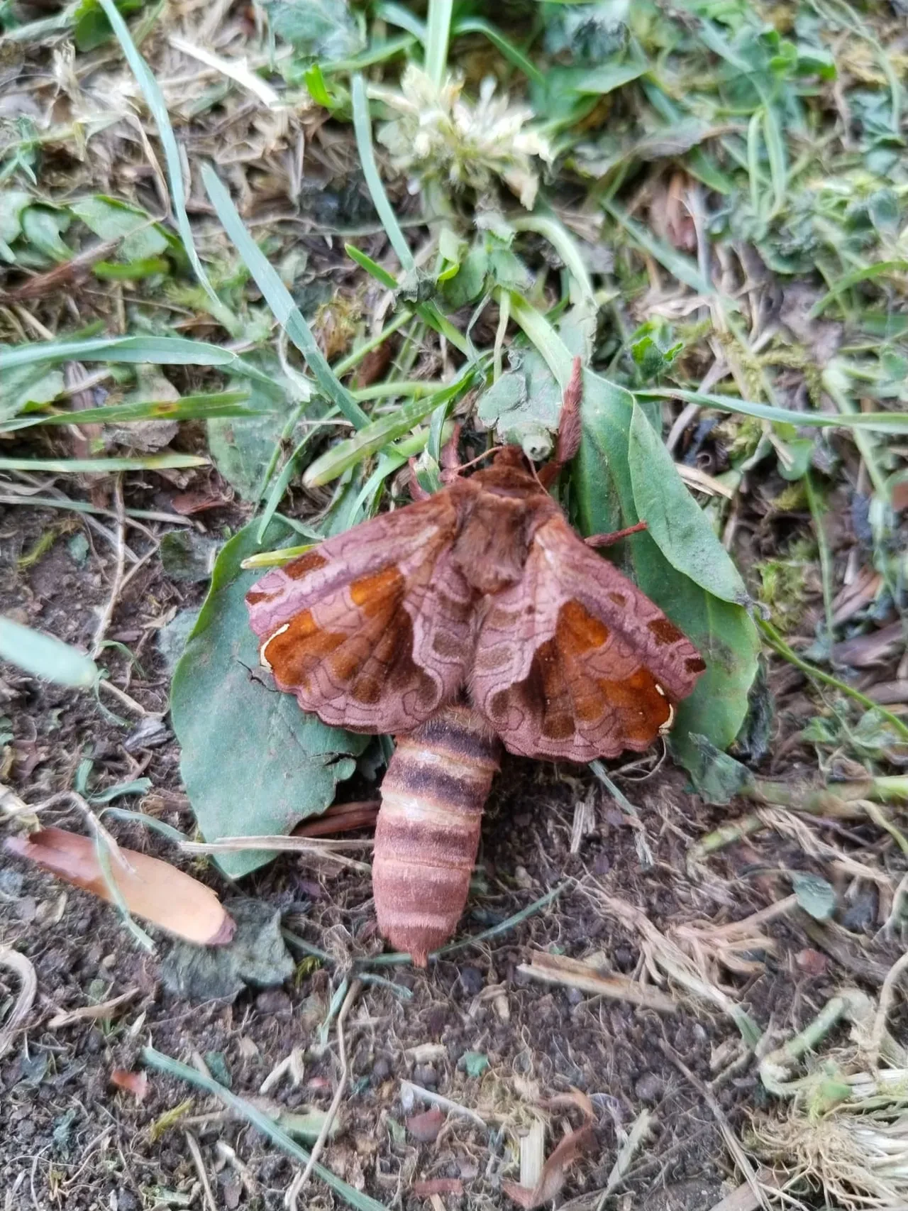 Yaylada karşılaştı ne olduğunu sosyal medyada sordu: Bu böceği gören şaşırdı