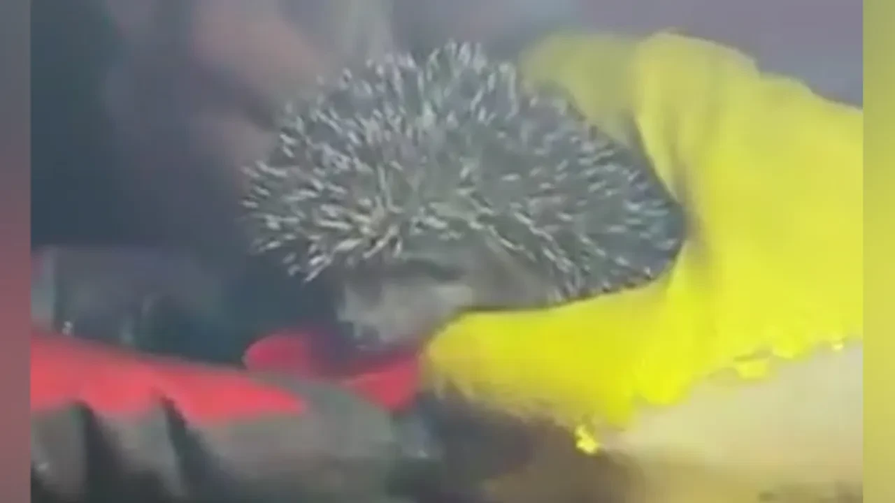 Alevler arasında göz yaşartan anlar! Yangından kurtardığı kirpiye su içirdi! 