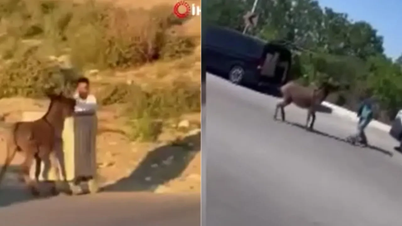 Arnavutköy’de güldüren anlar! Eşek iki kişiyi kovaladı