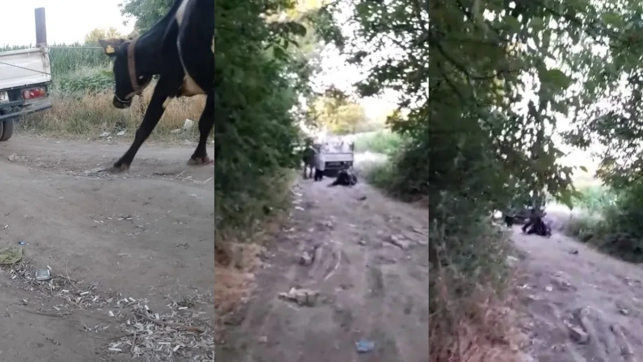 Bursa'da infiale neden olan görüntüler! Hayvanseverler ayağa kalktı