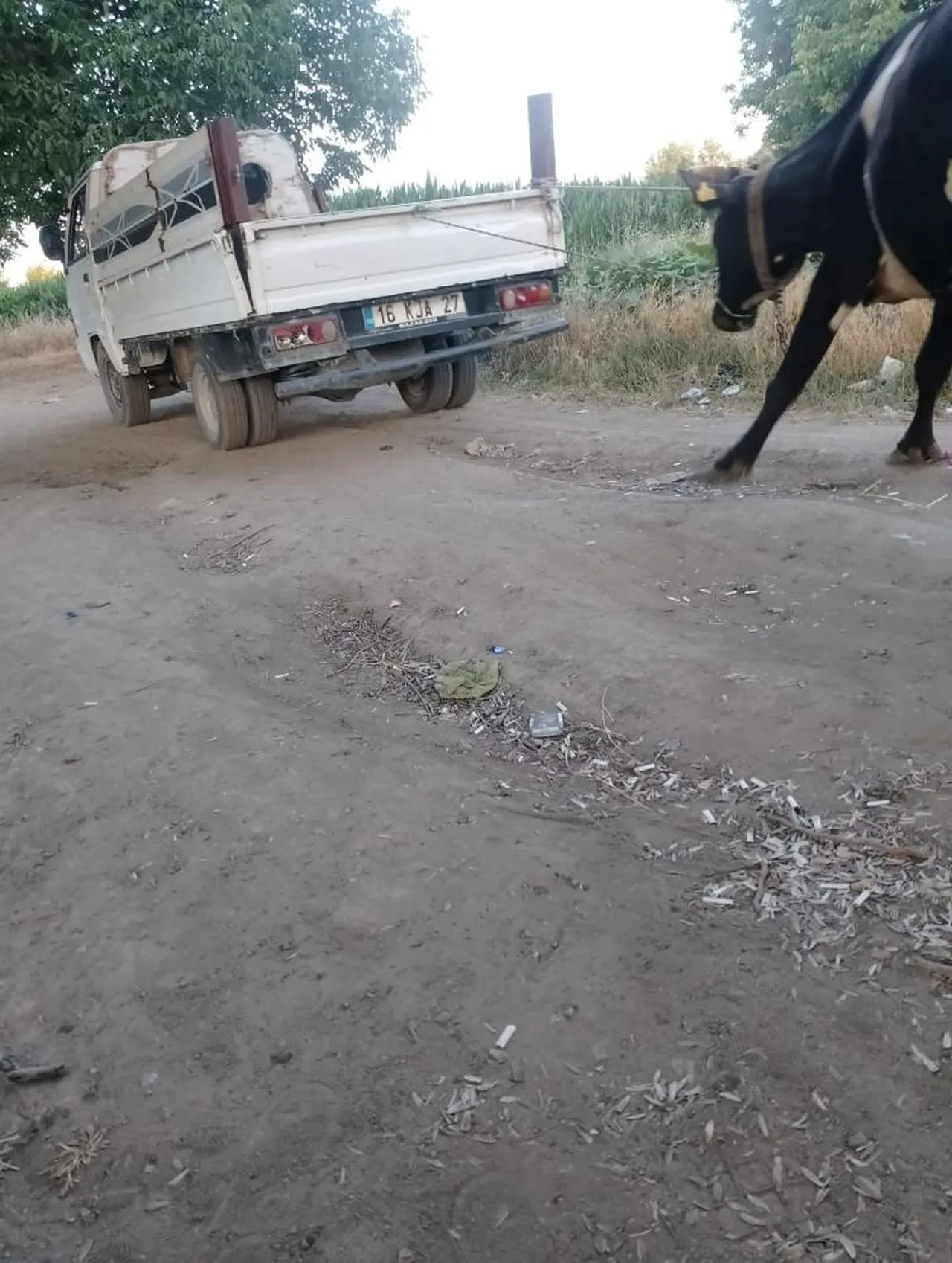 Bursa'da infiale neden olan görüntüler! Hayvanseverler ayağa kalktı