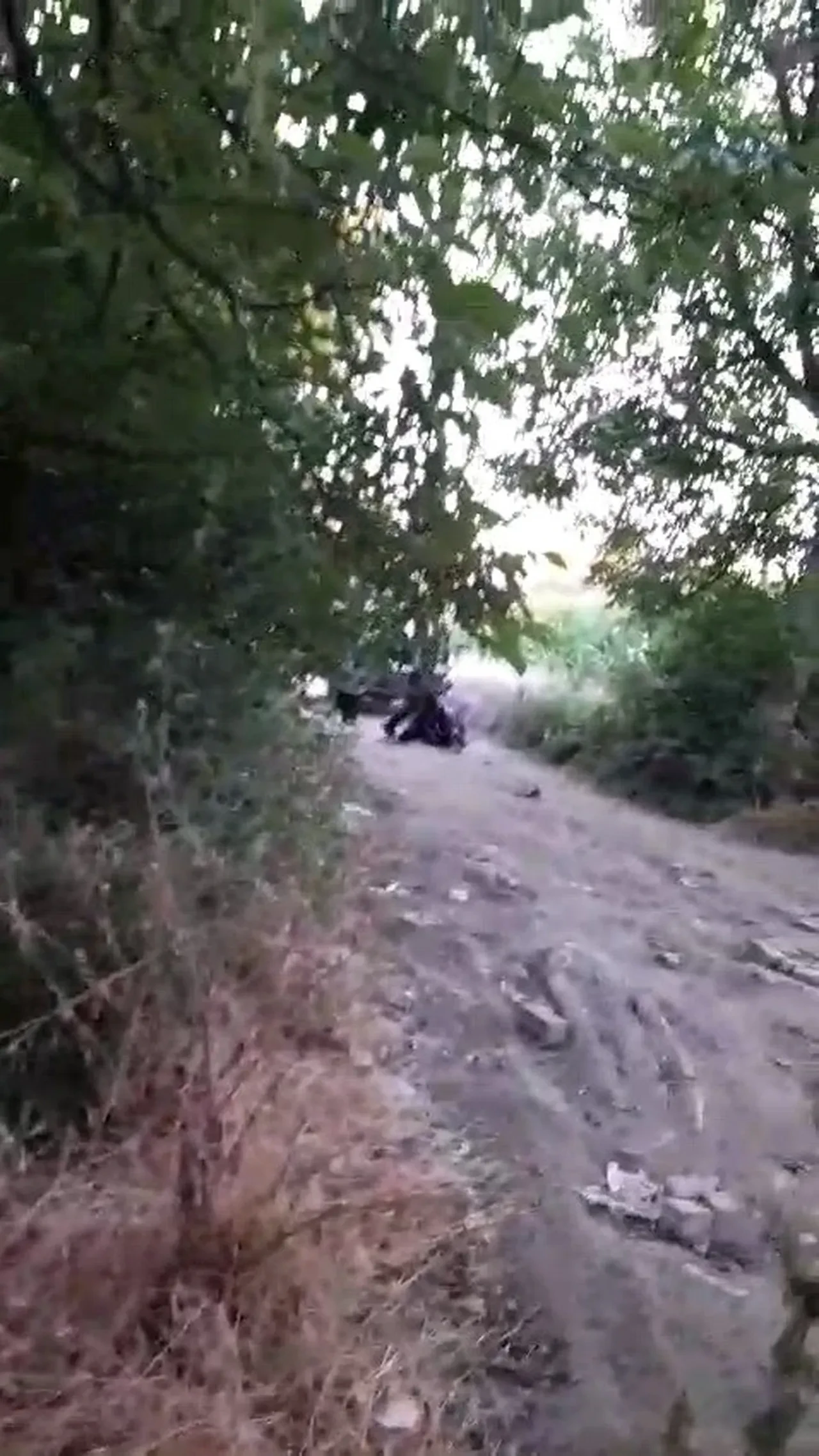 Bursa'da infiale neden olan görüntüler! Hayvanseverler ayağa kalktı