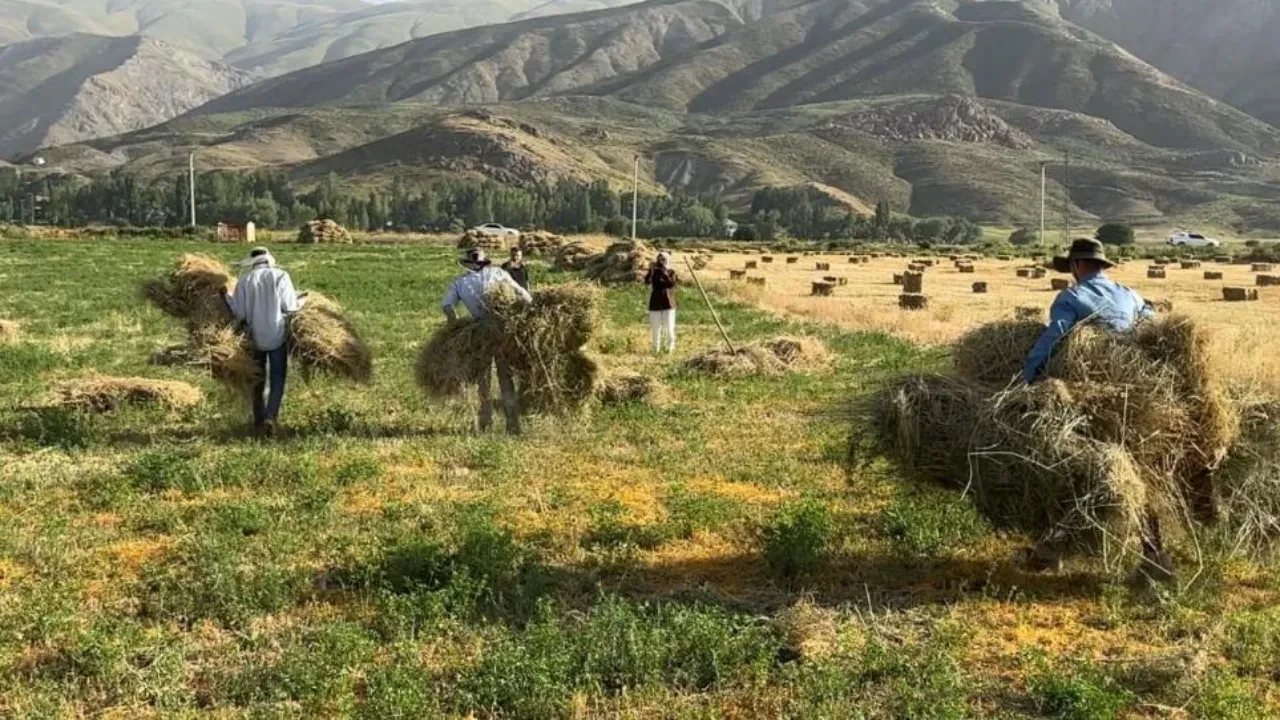 Yüksekova'da kavurucu sıcağın altında kış hazırlığı!