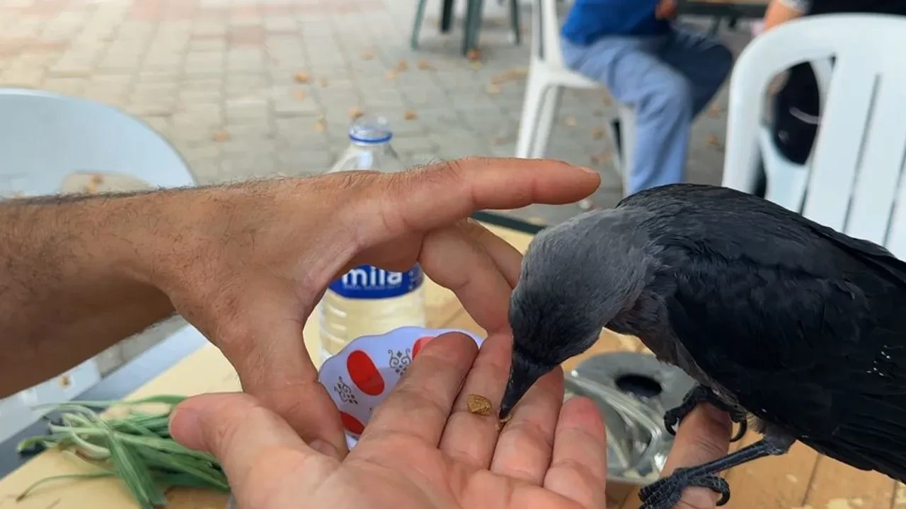 Aç ve susuz kalan yavru kargayı böyle elleriyle besledi