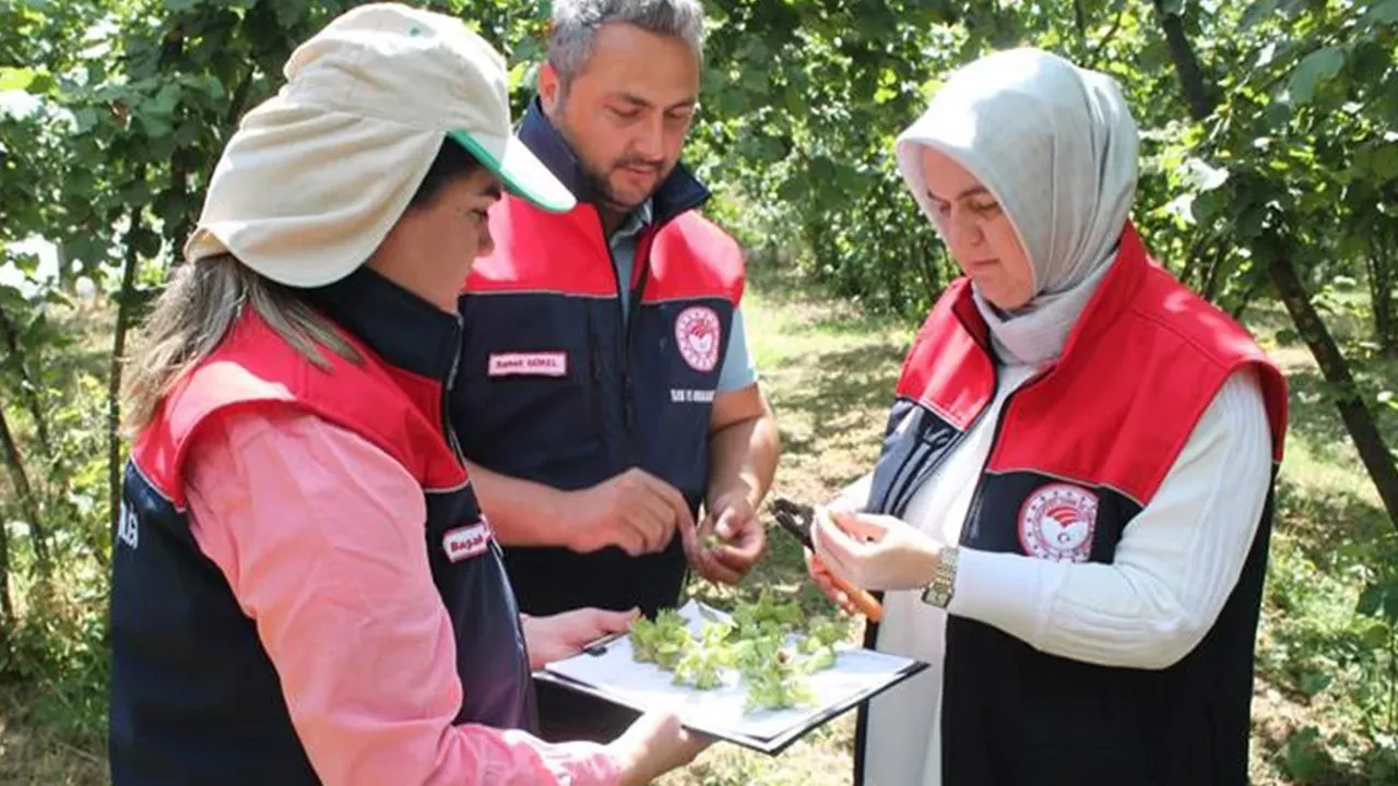 Düzce'de fındık rekolte tespiti sürüyor