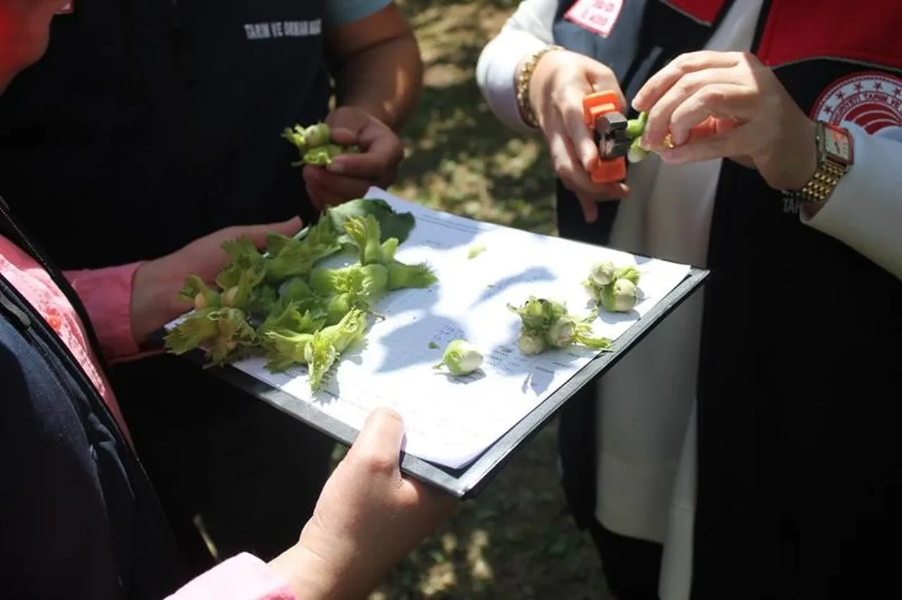 Düzce'de fındık rekolte tespiti sürüyor