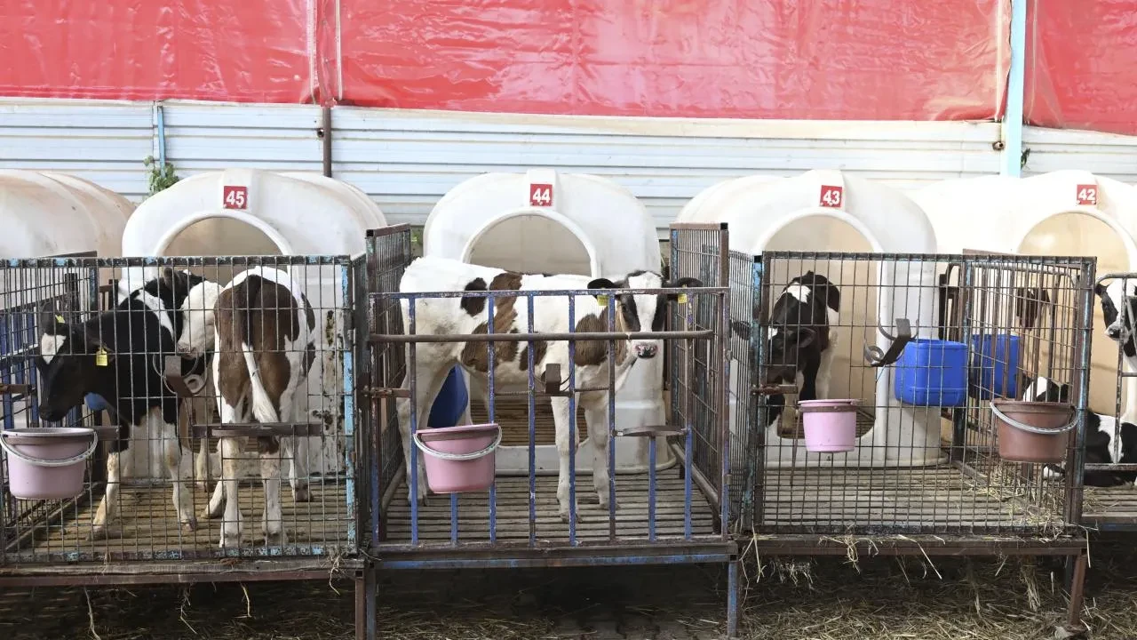 Alevlerin arasında kurtarılan hayvanlara şefkat eli! Özel olarak bakılıyorlar 