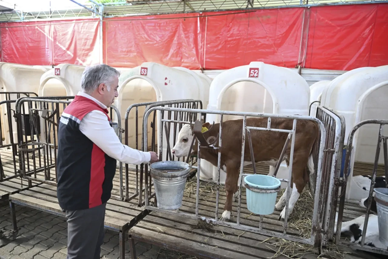 Alevlerin arasında kurtarılan hayvanlara şefkat eli! Özel olarak bakılıyorlar 