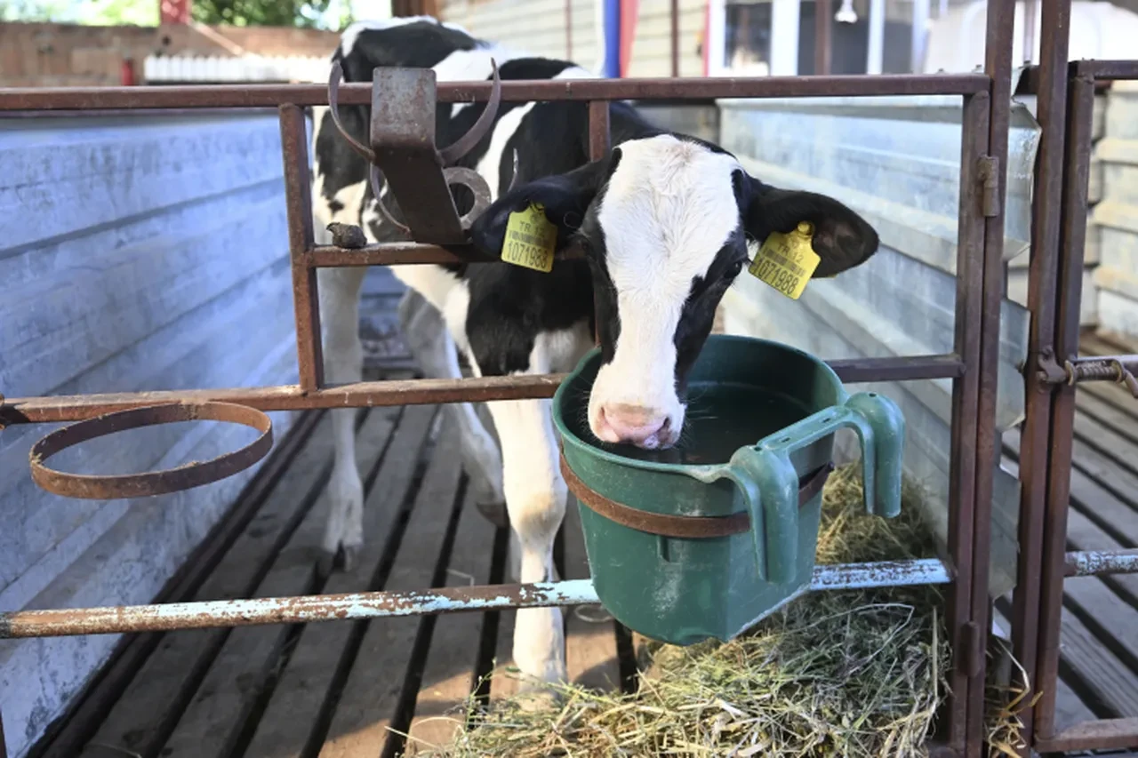 Alevlerin arasında kurtarılan hayvanlara şefkat eli! Özel olarak bakılıyorlar 