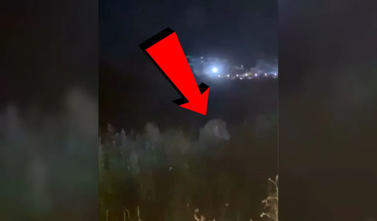 Antalya'da hayvanat bahçesinden kaçan aslan 1 kişiyi yaraladı! Manavgat'ta 'Zeus' dehşeti