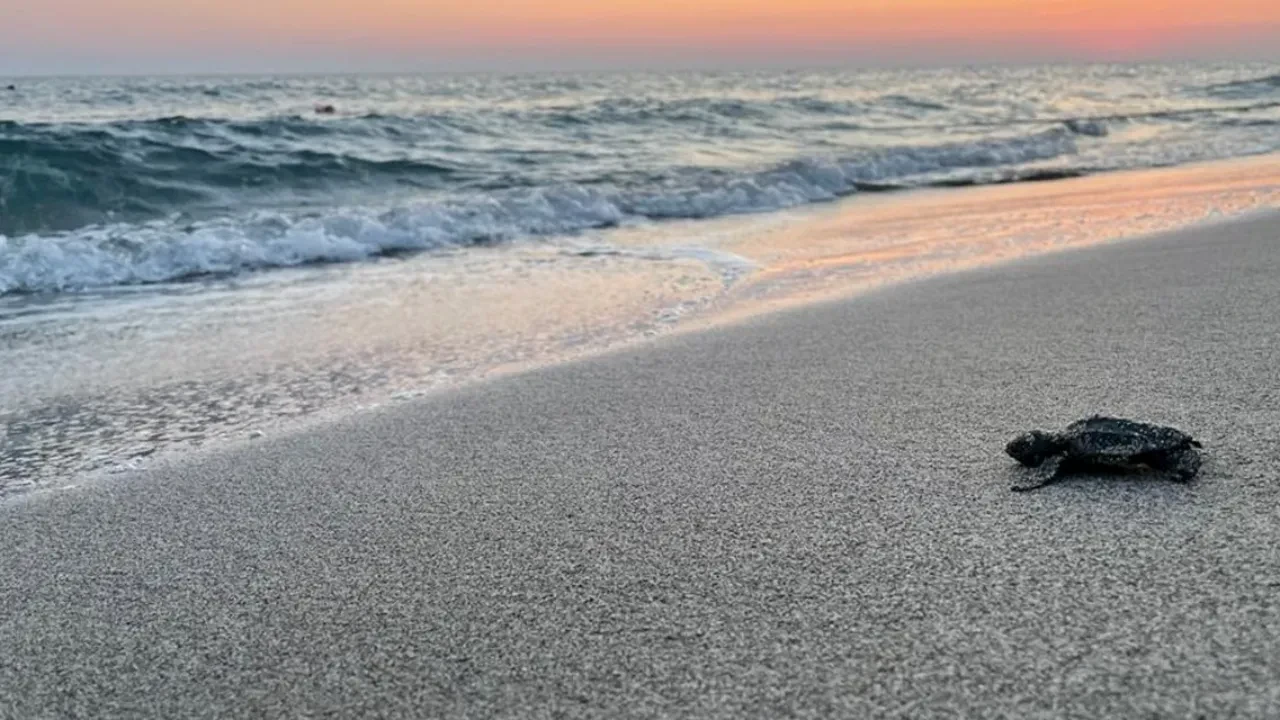 Bakanlık harekete geçti! Patara için eylem planı geliyor: İnsan faaliyetleri sınırlandırılacak