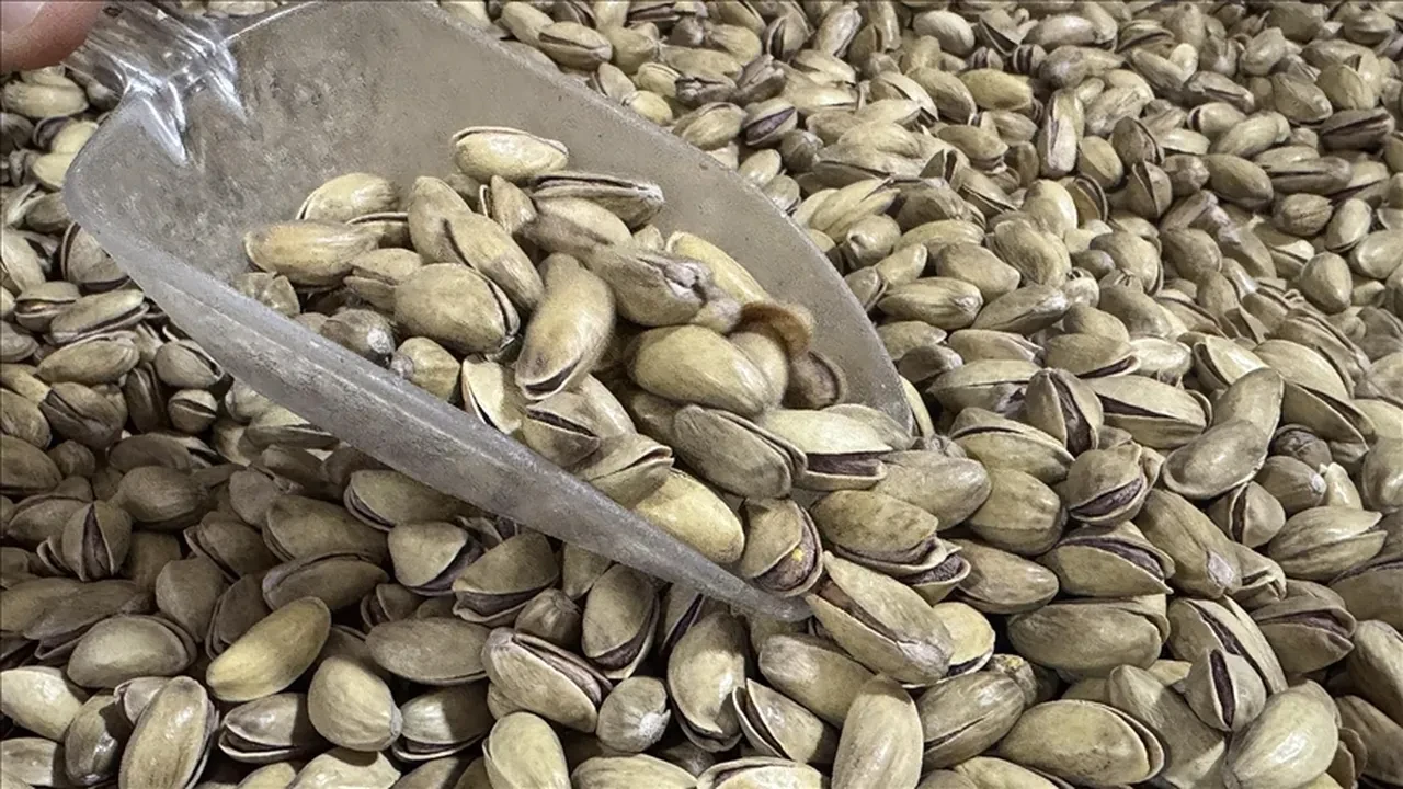 Fıstıkta rekor ihraç: En çok o ülkeye satıldı