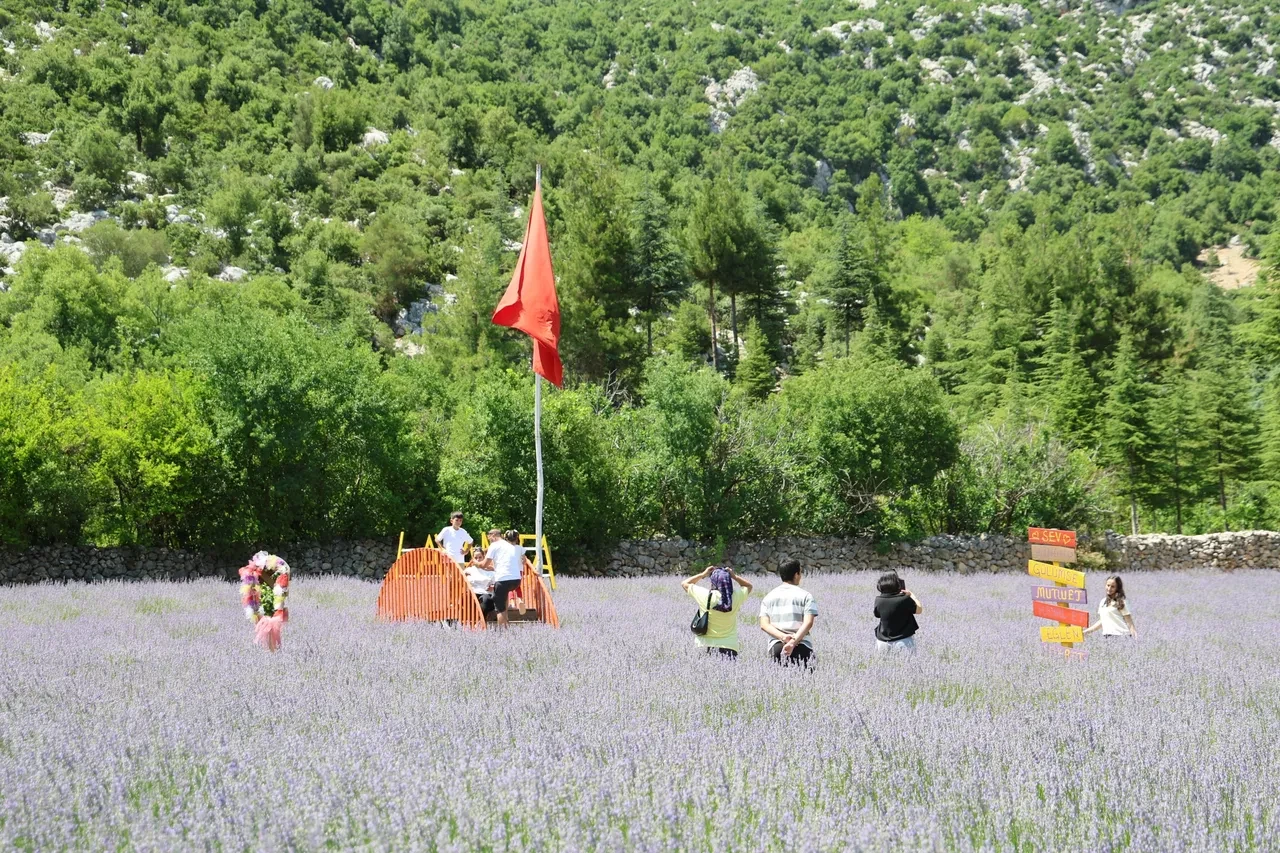 Kullanılmayan arazileri lavanta bahçelerine dönüştü