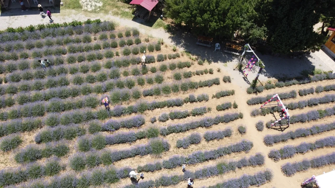 Kullanılmayan arazileri lavanta bahçelerine dönüştü