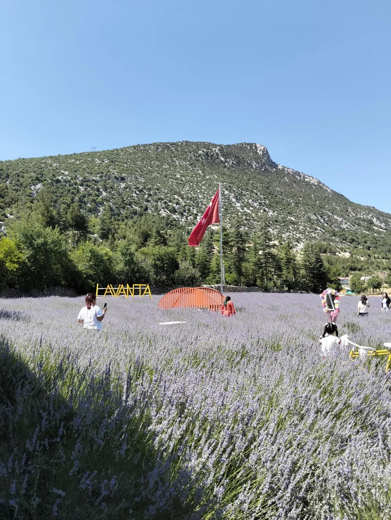 Kullanılmayan arazileri lavanta bahçelerine dönüştü